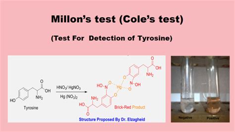 millon's test for protein|Millon's reagent .